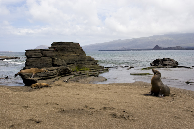 Galápagos Sealions On Beach